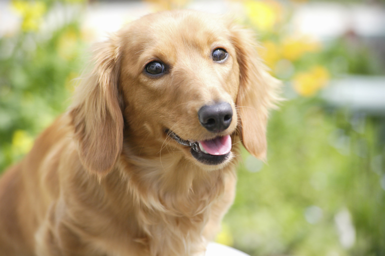 犬の病気