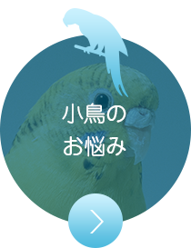 小鳥のお悩み